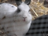 Kleintier Betreuung - Kaninchen Mädchen Emilie