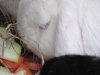 Kleintier Betreuung - Hase Felix und seine Leibspeise