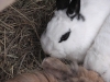 Kleintier Betreuung - Kaninchendame Emilie im Heu