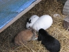 Kleintier Betreuung - Hasenfamilie beim Fressen