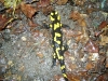 Kleintier Betreuung - Salamandra salamandra ist eine Amphibienart aus der Familie der Echten Salamander.