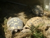 Kleintier Betreuung / Landschildkröten - Das Auffälligste ist der große Panzer an einer Schildkröte