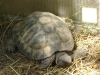 Kleintier Betreuung / Landschildkröte - Er besteht aus vielen lebendem Material, der sehr verletzlich ist.
