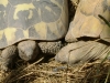Kleintier Betreuung / Schildkröten - Der Panzer umfasst eine Knochenkapsel, wobei vorne und hinten jeweils Öffnungen für den Kopf, Hals, Beine und den Schwanz sind.