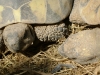 Kleintier Betreuung / Schildkrötenpanzer - Am Panzer kann man Wachstumsringe erkennen, diese geben Auskunft über die Wachstumsschübe, jedoch nicht über das Alter an der Schildkröte.