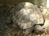 Kleintier Betreuung / Landschildkröten - Manche Wissenschaftler gehen davon aus, dass sich der Panzer der Schildkröten als Anpassung an den Lebensraum Wasser entwickelt hat.