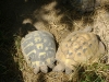 Kleintier Betreuung / Landschildkröten - Schildkröten sehen sehr gut. Sie können Farben sogar besser differenzieren als Menschen.