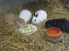 Kleintier Betreuung - Hasen beim Familienmahl