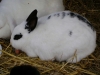 Kleintier Betreuung - Hase Weibchen Emilie mit Karotte