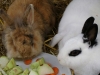 Kleintier Betreuung - Kaninchenmahlzeit