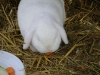 Kleintier Betreuung - Hase Felix beim Karottenmahl