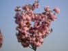 Kleintier Betreuung - Kirschenblüten