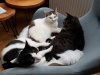 Hauskatzen - Katzengruppe - Tier Betreuung Service Stieglecker Wien Österreich