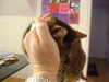 Professionelle katzengerechte Betreuung - Mobile Katzenbetreuung