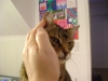 Professionelle katzengerechte Betreuung - Mobile Katzenbetreuung