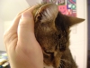 Professionelle katzengerechte Betreuung - Katzenbetreuung Vor Ort