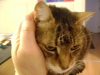 Professionelle katzengerechte Betreuung - Katzenbetreuung Vor Ort