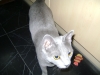 Russisch Blau Katze - Catsitting Wien