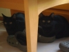 Katzenbetreuung Stieglecker - Schwarze Katzen
