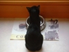 Katzen Tagesbetreuung Stieglecker - Schwarze Hauskatze