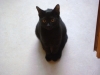 Vorort Katzenbetreuung Stieglecker - Schwarze Hauskatze