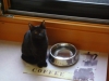 Mobile Katzenbetreuung Stieglecker - Black Cat