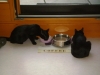 Hauskatzen Tagessitter Stieglecker - Schwarze Europäisch Kurzhaar Katzen