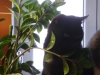 Vorort Catsitter Stieglecker - Schwarze Hauskatze