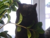 Vorort Hauskatzenservice Stieglecker - Black Cat