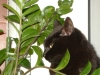 Professionelle Katzenbetreuung Stieglecker - Schwarze Kätzin