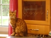 Leopard Cat - Catsitting Vienna