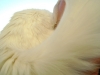 Hauskatze auf der Schulter - Katzenbetreuung mobil Stieglecker Wien