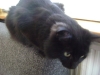 Black Domestic Cat - Cat Sitter Service Stieglecker Vienna Austria