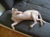 Rassekatze Sphynx - Rassekatzen Catsitter Stieglecker Vienna Austria