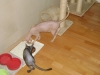 Cats - Indoorsitting Stieglecker Vienna Austria