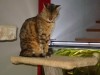 Haustiersitting Stieglecker Wien - Hybrid Katze