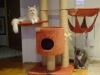 Indoor Maine Coons - Cats on the Cat Tree - Reliable Mobile On Site Cat Care Stieglecker Vienna Austria
