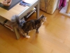 Maine Coon Kitte - Indoor Katze - Mobiler Haustier Aufpasser Stieglecker Wien Österreich