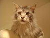 Betreute Katze - Maine Coon Katze