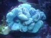 Tierfotogalerie Stieglecker -  Korallen - Korallen gehören mit Sicherheit zu den farbenprächtigsten Meeresbewohnern.