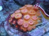 Tierfotogalerie Stieglecker -  Korallen - Korallen bieten anderen Meeresbewohnern Schutz, Nahrung und Unterschlupf.