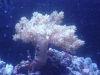 Tierfotogalerie Stieglecker -  Korallen - Korallen sind Meerestiere, die es schon seit Jahrmillionen gibt.