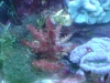 Tierfotogalerie Stieglecker -  Korallen - Sie leben auf den Skeletten ihrer Vorfahren und stehen unter Naturschutz.