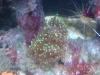 Tierfotogalerie Stieglecker -  Korallen - Korallen sind Hohltiere, die genau wie Quallen zum Stamm der Nesseltiere gehören.