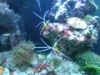 Tierfotogalerie Stieglecker - Meerwasser Garnelen - Garnelen sind opivar, also eierlegend.