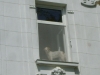Hunde am Fenster - Vor Ort Tier Betreuung Stieglecker -  Vor Ort Tier Betreuung Wien