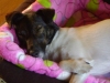 Terrier schlafend - Tiersitting Stieglecker Wien