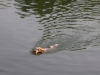 jack Russell Parson Terrier schwimmend - Tierservice Stieglecker Wien