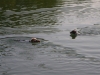 Terrier Paar schwimmend - Haustierservice Stieglecker Wien