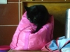 Katze im Schlaf Rock - Haustierbetreuug Stieglecker Wien Österreich